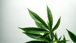 cannabis in the workplace