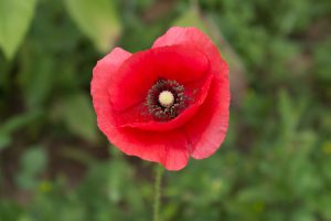 A red poppy representing Whole Foods' ban on employees wearing poppy pins in Canada